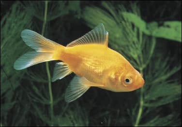 goldfish